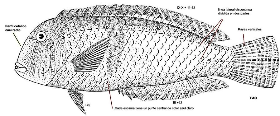 Xyrichtys novacula_001.jpg